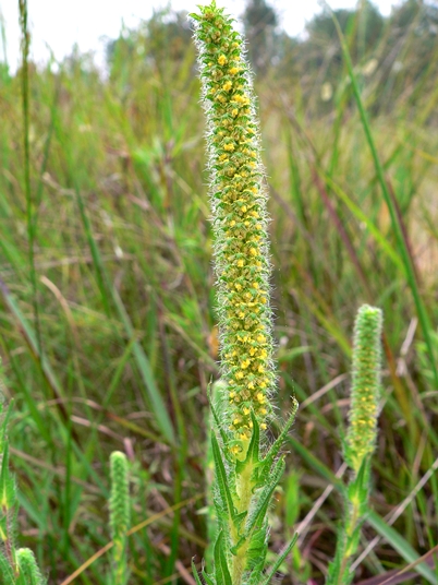 {Ambrosia bidentata}